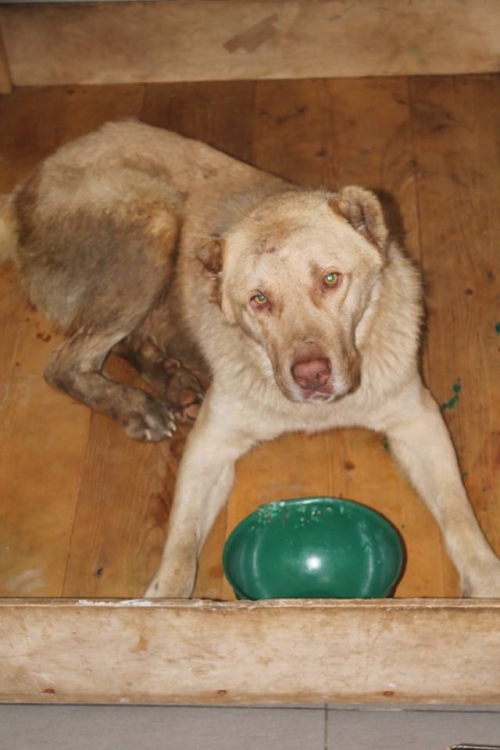 ქართული ქოფაკი უსახელო