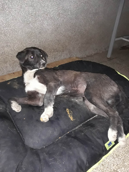 მეტისი სოფელი აბასტუმანი