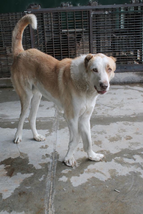 ქართული ნაგაზი ლომა