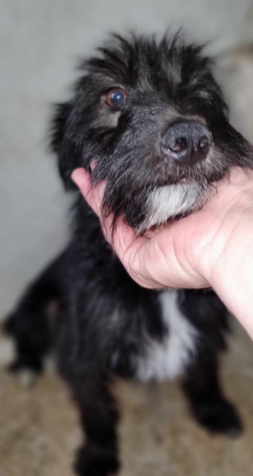 ბალონკა მოსკოვის გამზირი