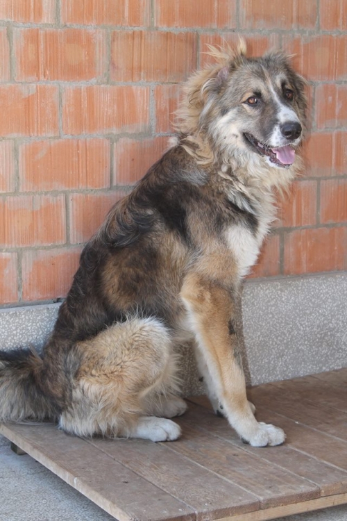 ქართული ნაგაზი როკი