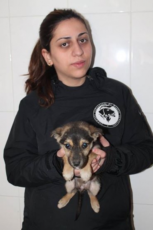 მეტისი უსახელო