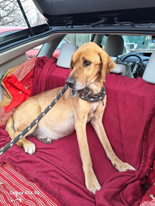 მეტისი გარდაბანი სამხედრო ქალაქი პობედა. ჯეკა