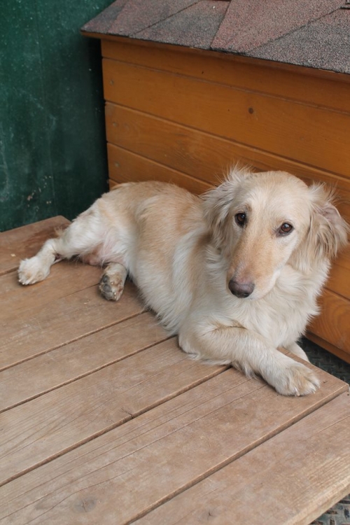 კოკერსპანელის მეტისი დანიელა