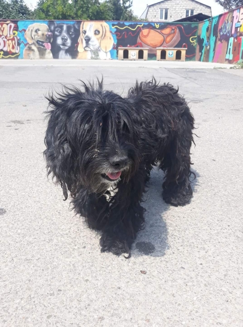 ბალონკა დიდი დიღმის აგარაკები