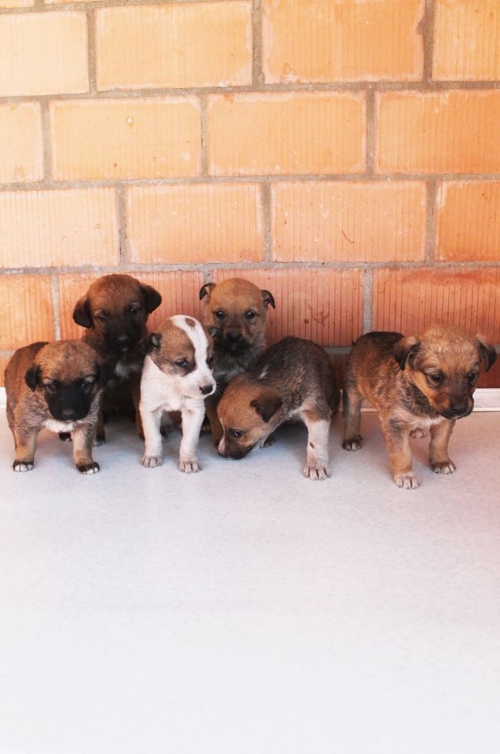 მეტისის ლეკვები უსახელო