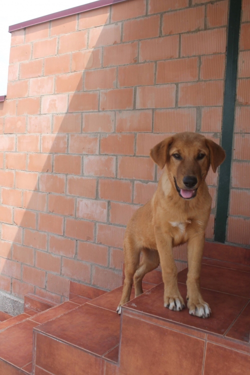 მეტისი ბუთა