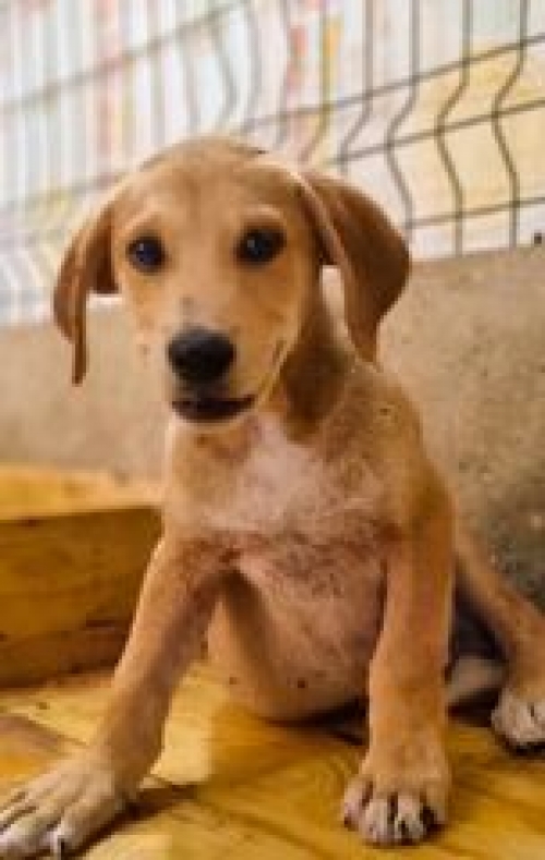 მეტისი ვარკეთილი ჯავახეთის ქუჩა