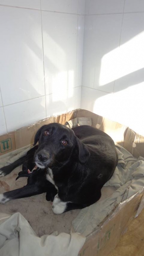 მეტისი უსახელო