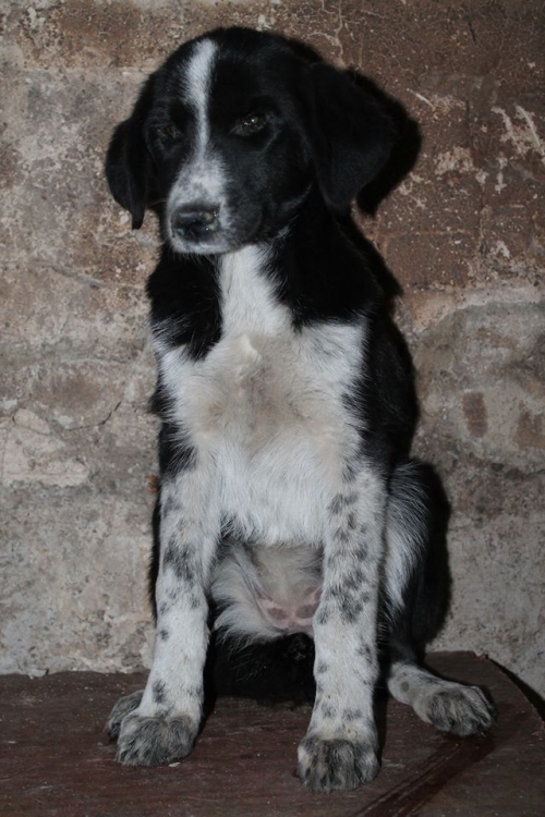 მეტისი უსახელო