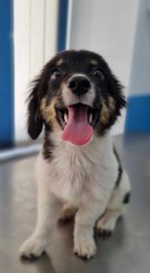 მეტისი იგოეთი