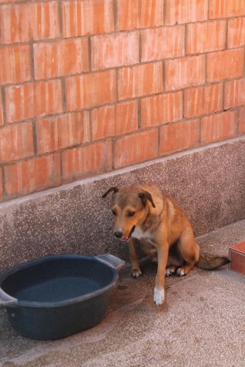 მეტისი უსახელო