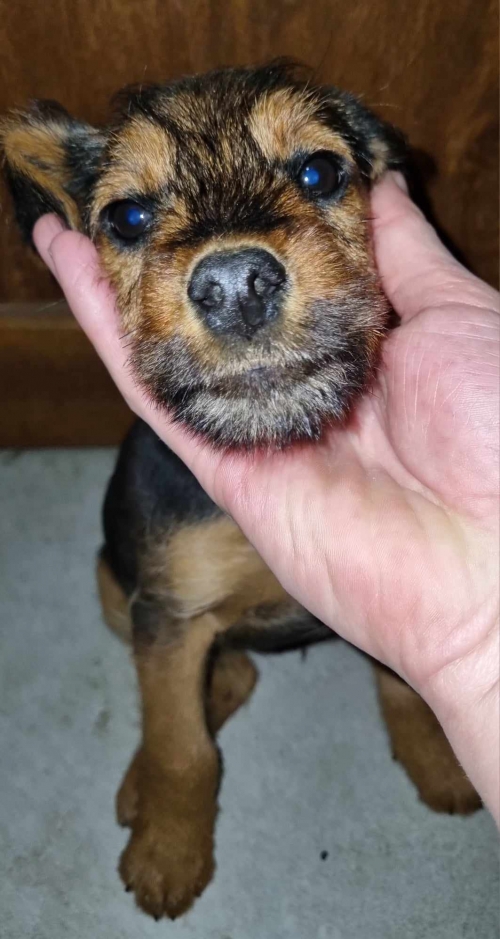 მეტისი ზემო ფონიჭალა