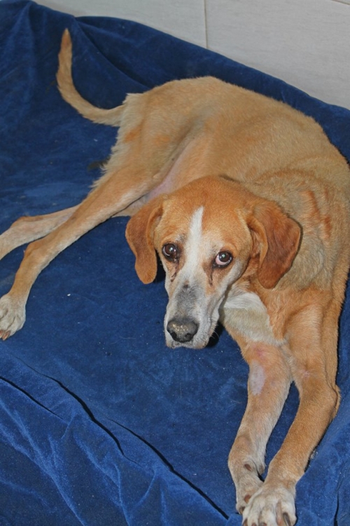 გონჩის მეტისი იზი