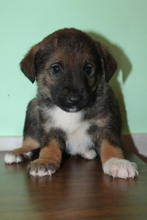 მეტისი უსახელო