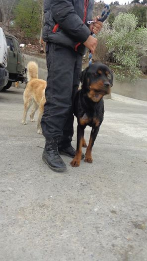 როტვეილერი უსახელო