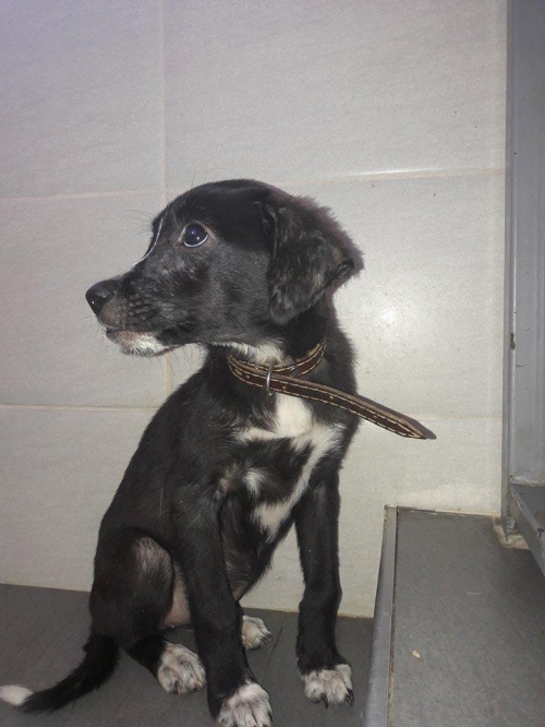 მეტისი ტოფი