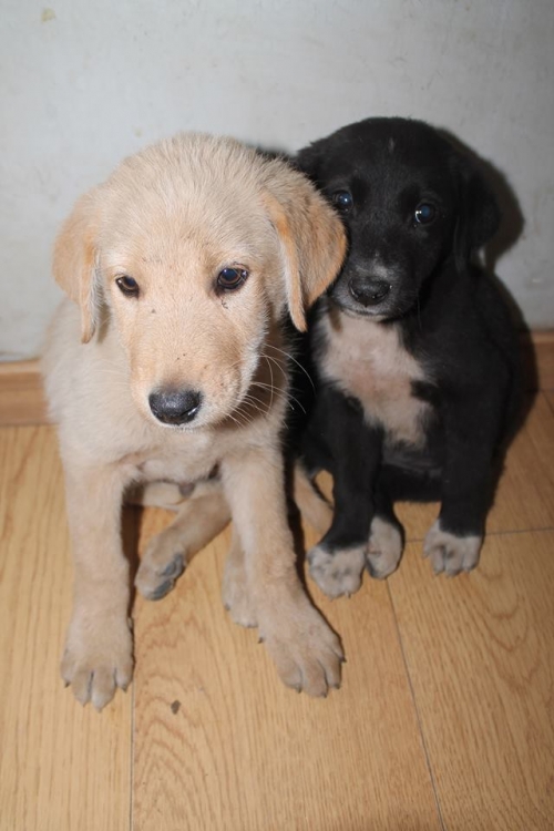 მეტისი უსახელო