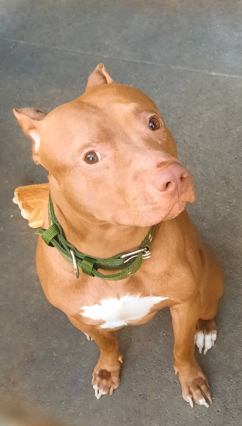 პიტი ალფა