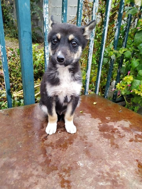 მეტისი უსახელო