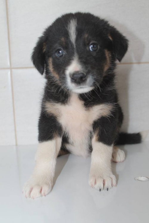 მეტისი უსახელო