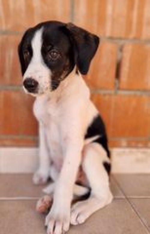 მეტისი ჩააბარა უცხოელმა