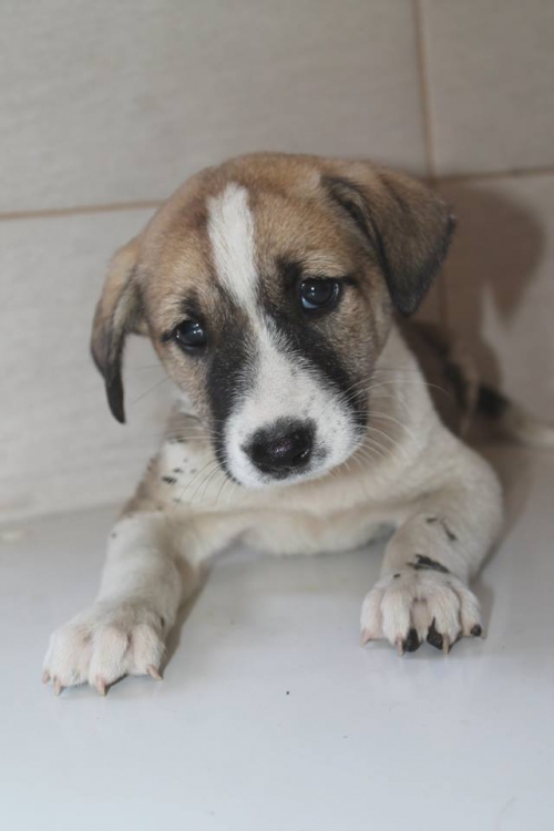 მეტისი უსახელო