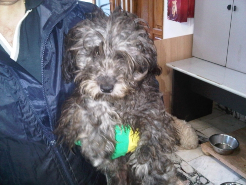 * გაჩუქებულები