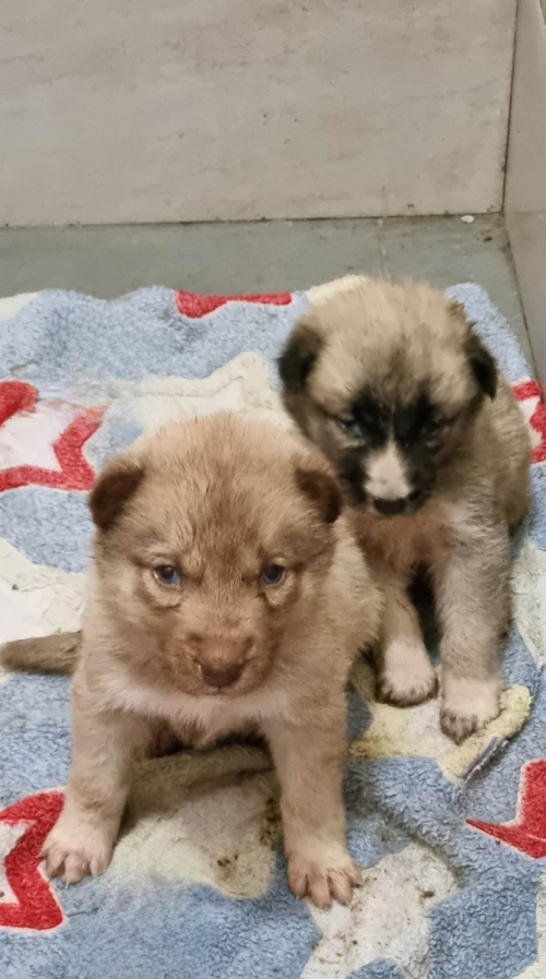 მეტისი უსახელო