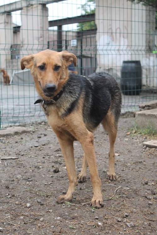 გერმანული ნაგაზის მეტისი ჯესი