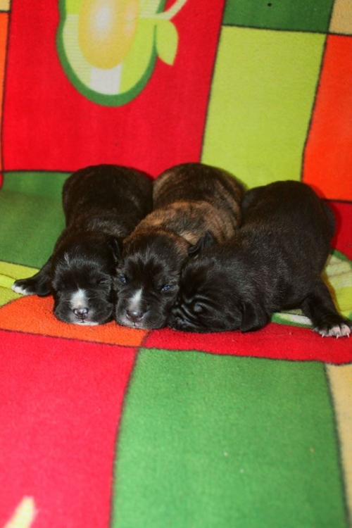 კანე კორსო უსახელო