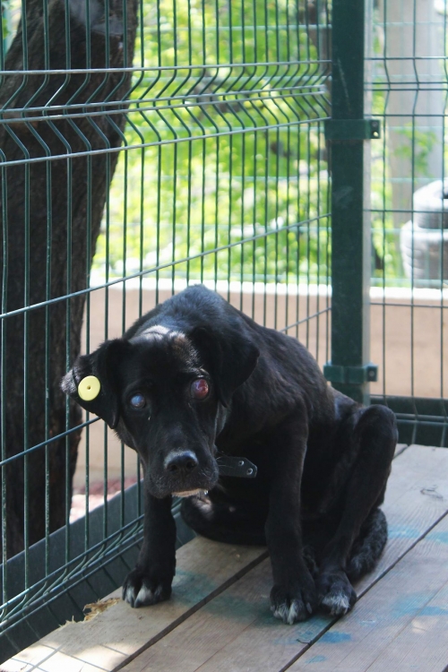 ლაბრადორის მეტისი უსახელო