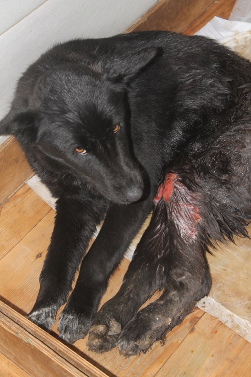 მეტისი უსახელო