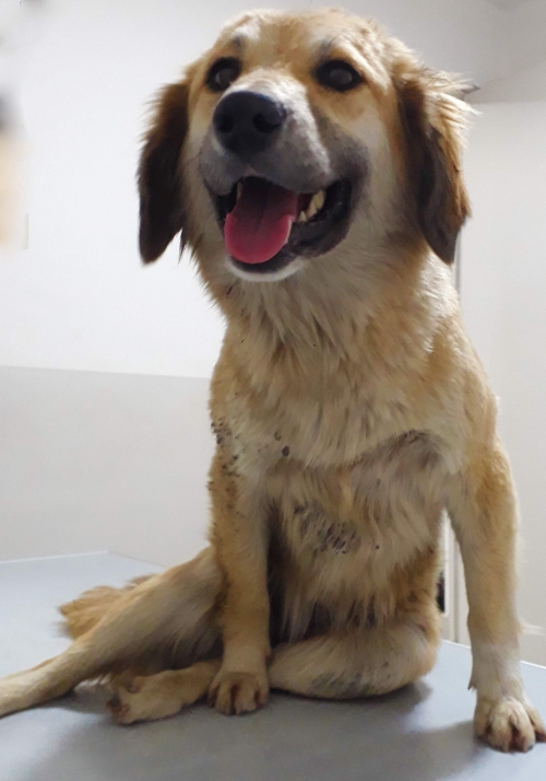 მეტისი უსახელო