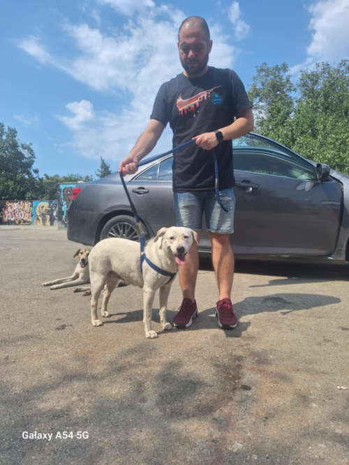 მეტისი ბელიაშვილის 135 ნომერი