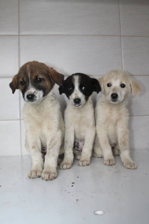 მეტისის ლეკვები უსახელო