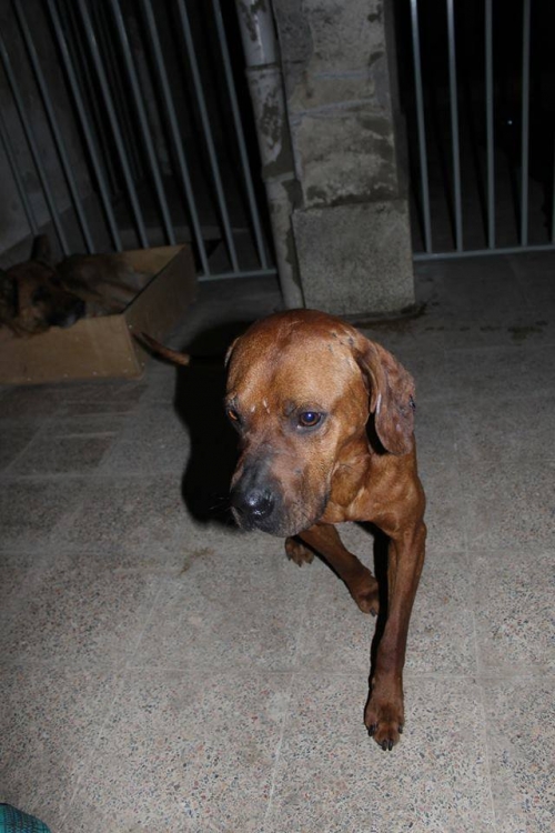 მეტისი უსახელო