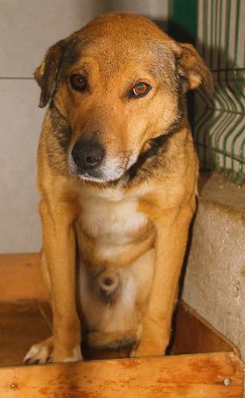 მეტისი უსახელო