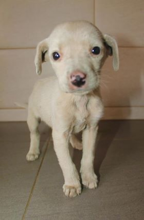 მეტისი უსახელო