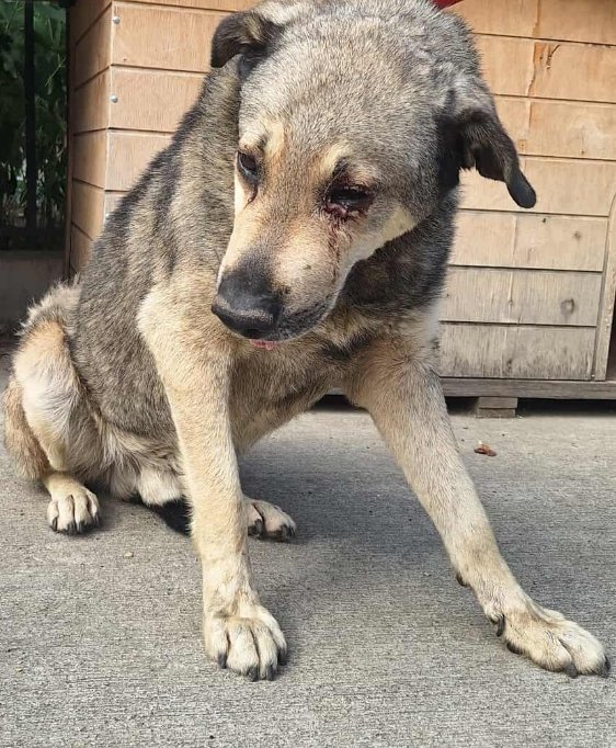 მეტისი. ჩინელების ბაზრობა