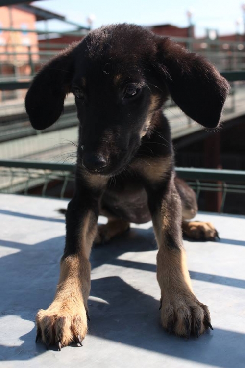 მეტისი უსახელო