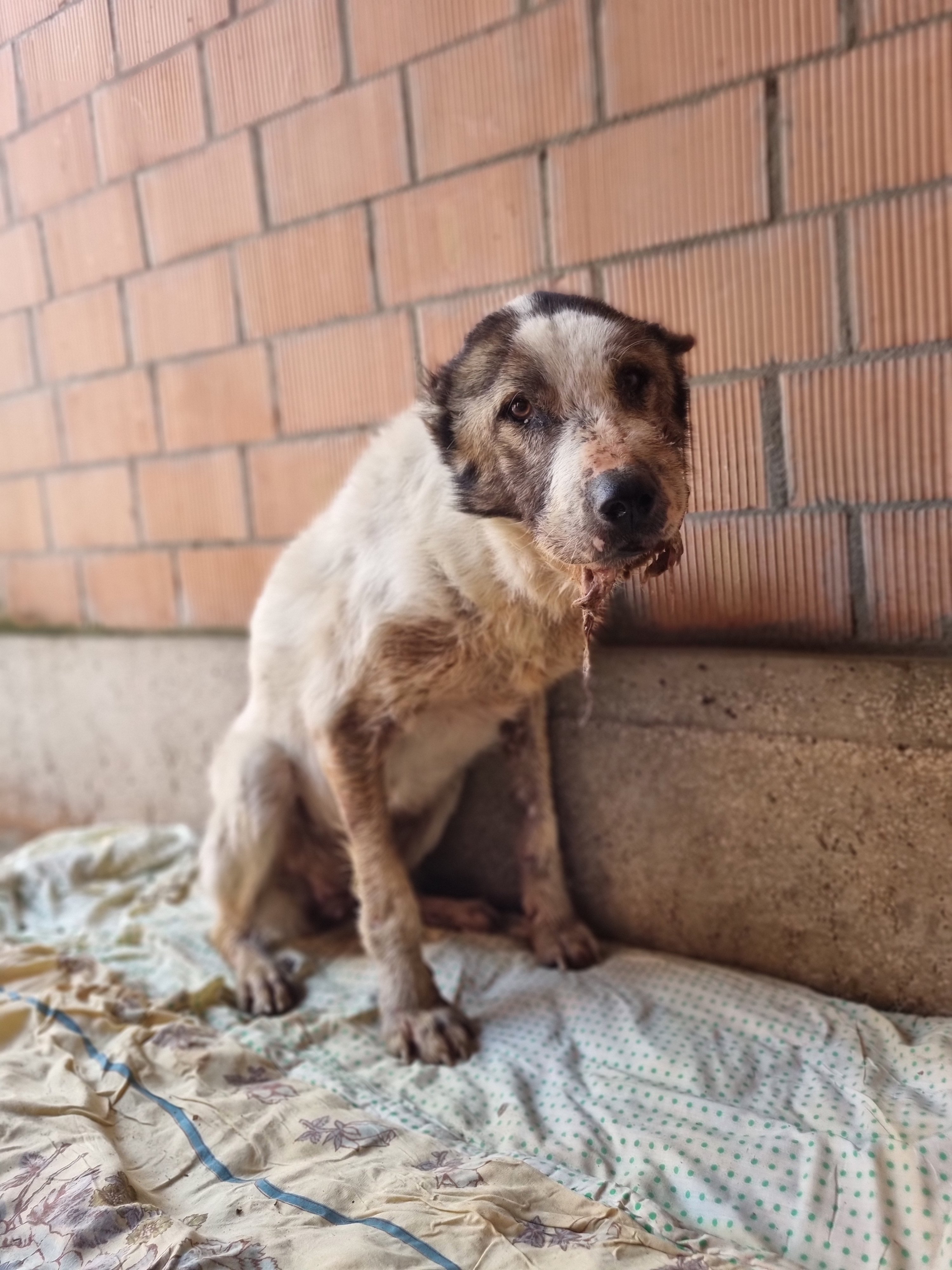 მეტისი. საგარეჯო