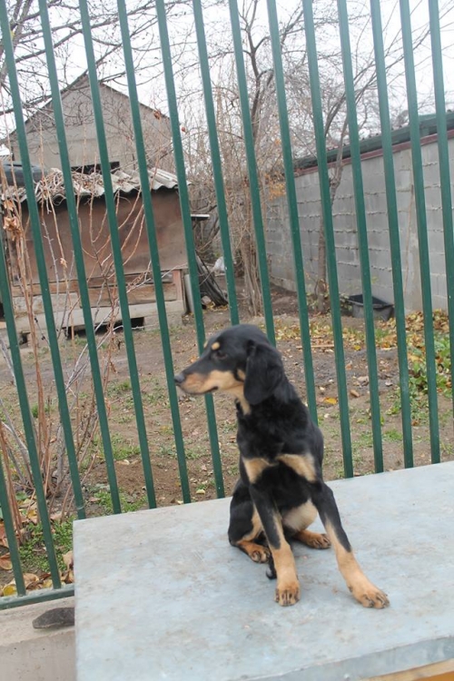 კოკერსპანელის მეტისი უსახელო