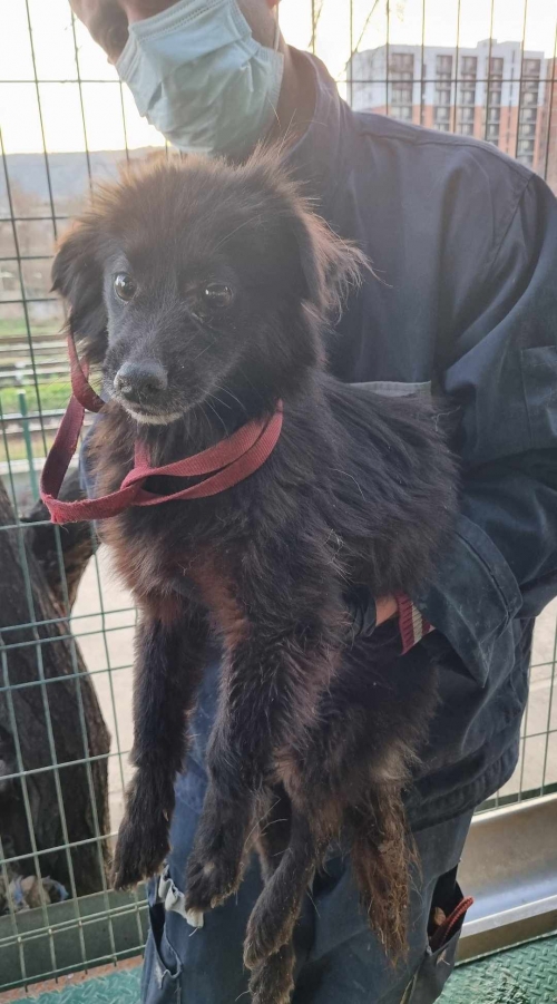 მეტისი ოზურგეთო