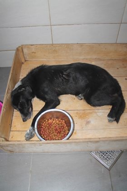 მეტისი უსახელო