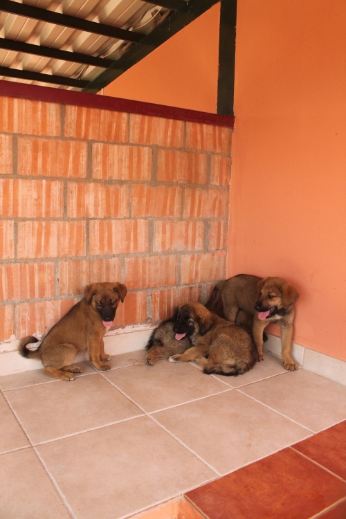 მეტისი უსახელო