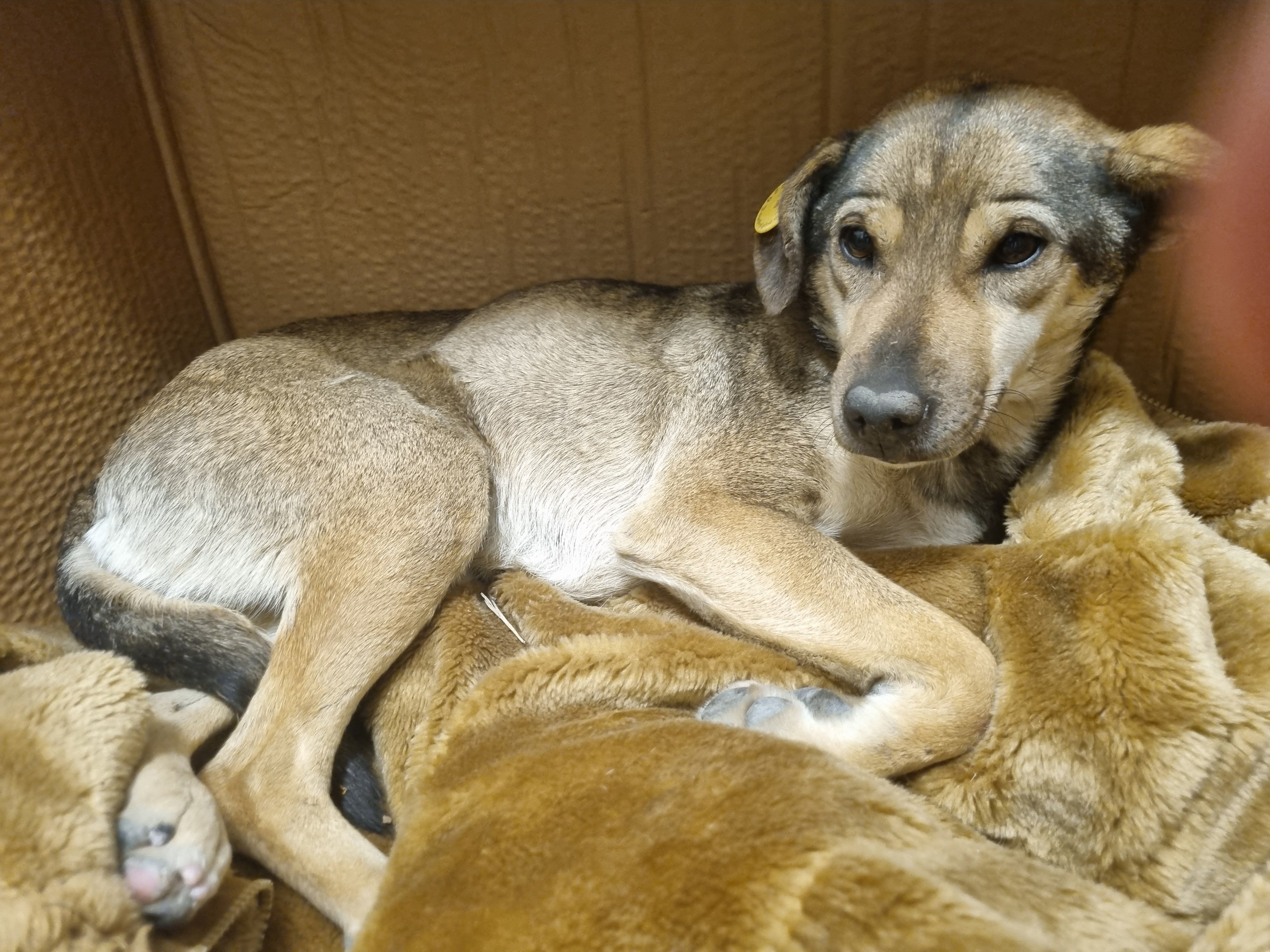 ორხევი. თეკლა