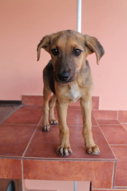 მეტისი უსახელო