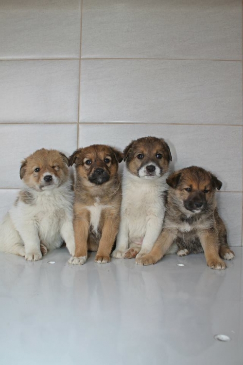 მეტისის ლეკვები უსახელო