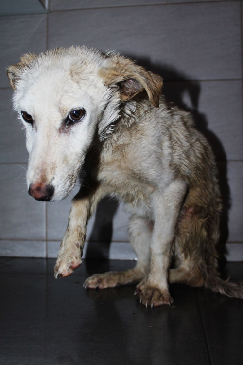 მეტისი უსახელო